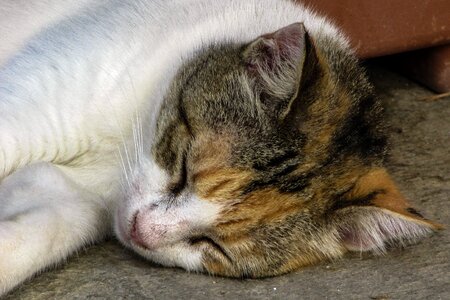 Funny sleep sleeping
