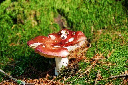 Mushroom red russula