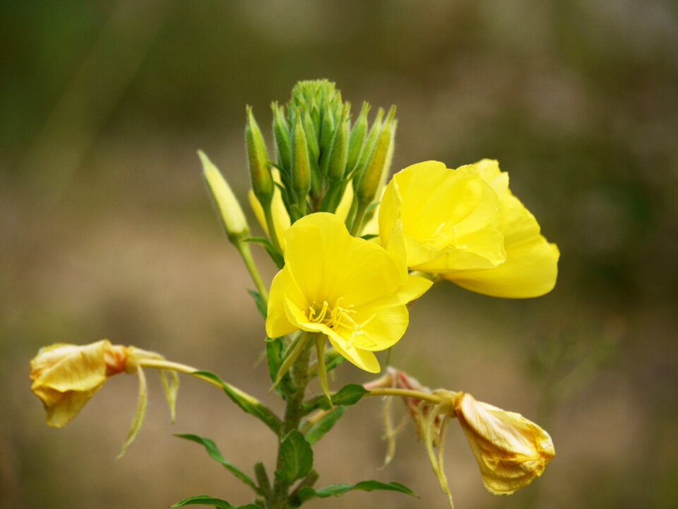 Yellow pointed flower bud