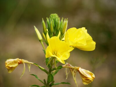 Yellow pointed flower bud photo