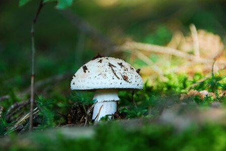 Root champignon mushroom white