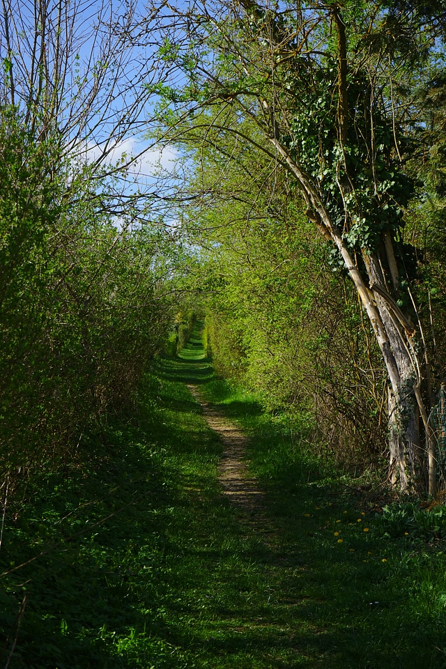 Wegchen bushes trees