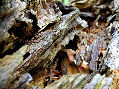 Dead tree old wood