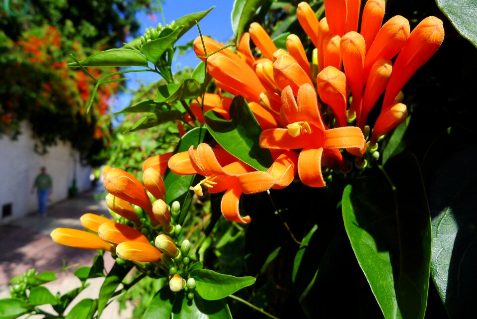 Orange flower tenerife alley