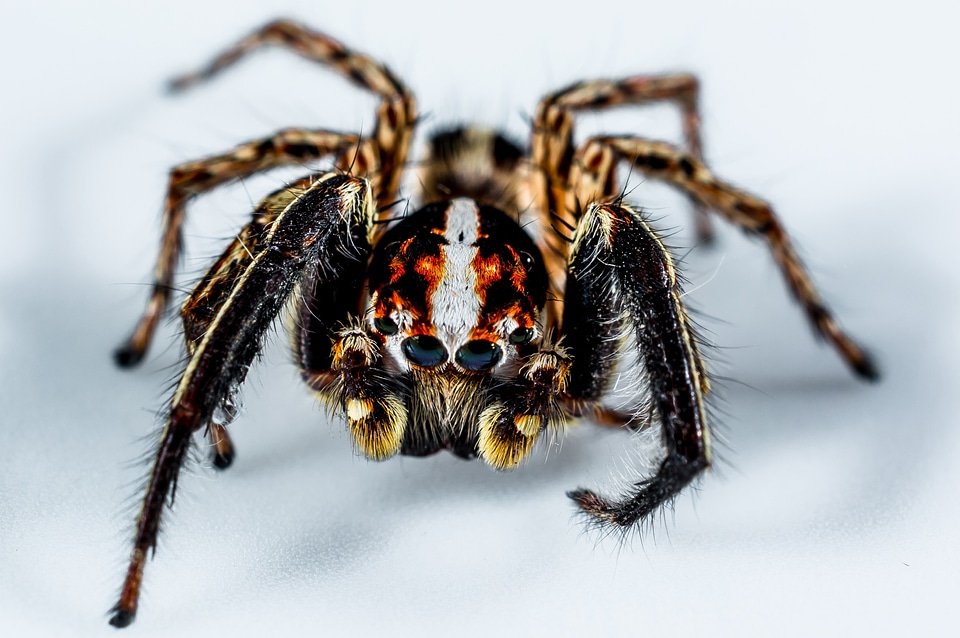 Spider insect close up