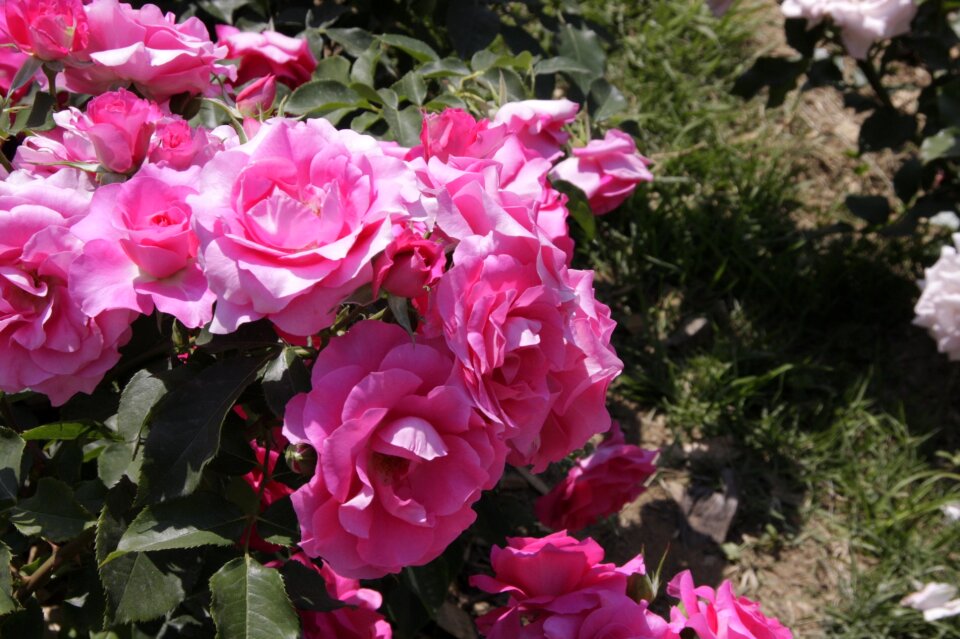 Plants beauty pink flower