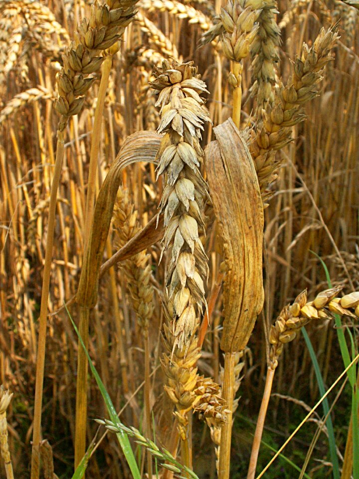 Kłos harvest the cultivation of