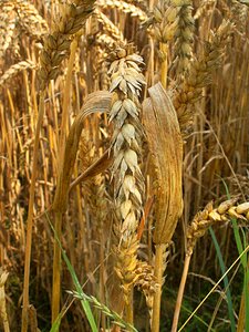 Kłos harvest the cultivation of