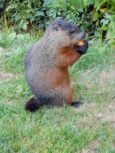 Animal groundhog nature photo