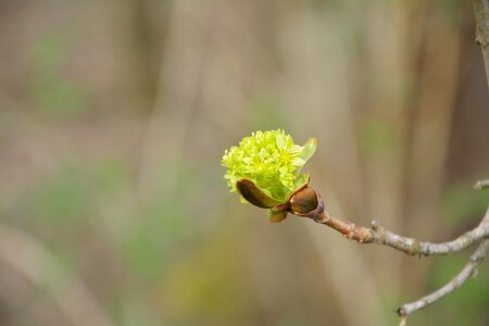 Branch bud sprind