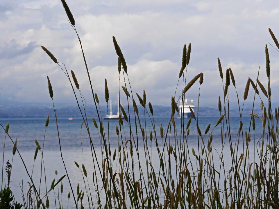 Inflorescence crusaders sailing yachts