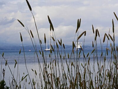 Inflorescence crusaders sailing yachts
