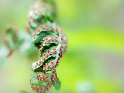 Leaf nature plant