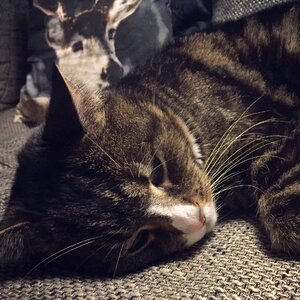 Sweet cat's eyes pet