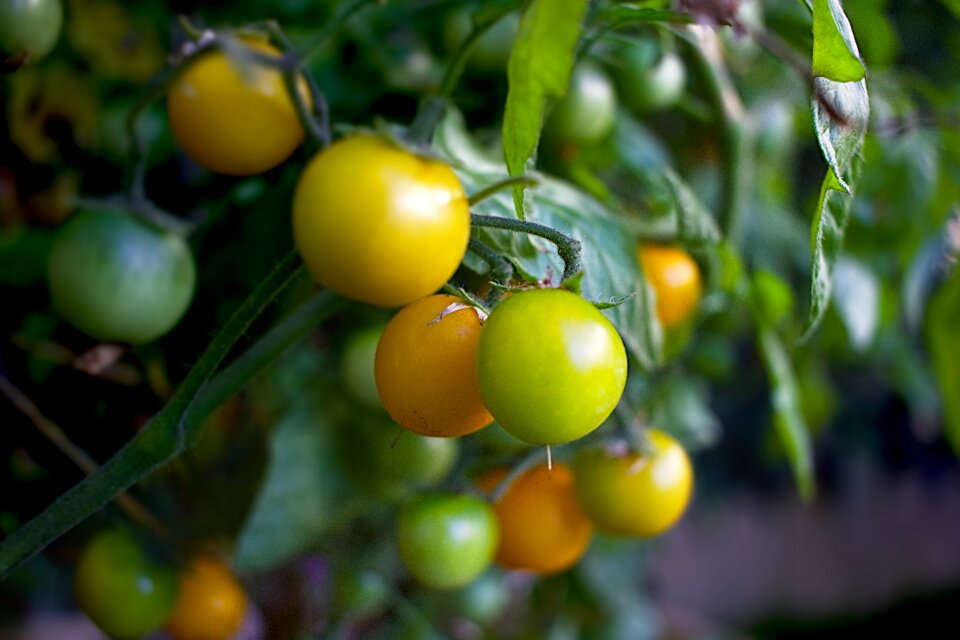 Vegetable garden yellow food
