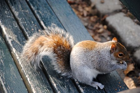 Nyc new york animals