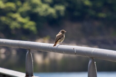 Bird ivy nature photo