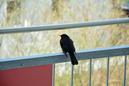 Animal nature railing photo