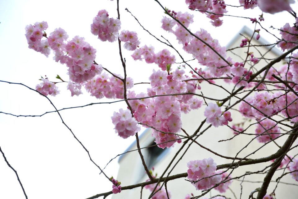 Spring purple flower purple