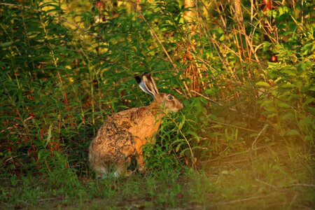 Nature forest race