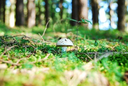 Edible white mushroom forest fruit photo