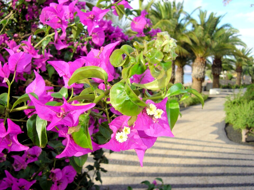 Bougainvillea flower promenade lanzarote