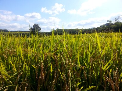 Republic of korea rice paddies country photo
