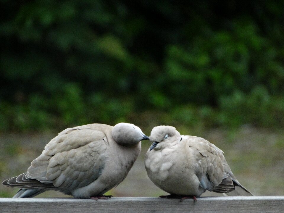 Pigeon green love