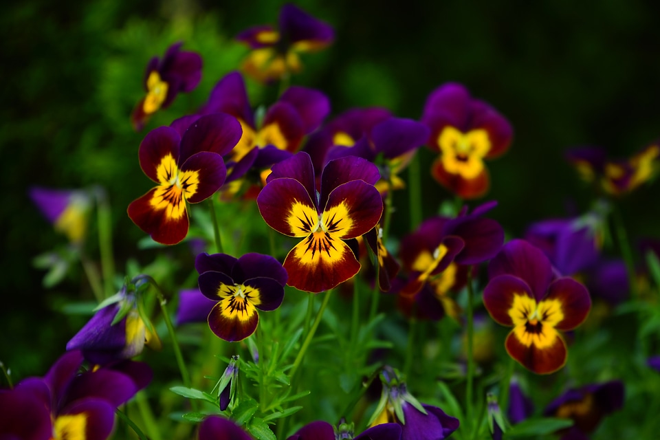 Bloom yellow violet