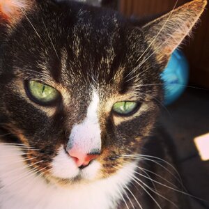 Animal sweet cat's eyes