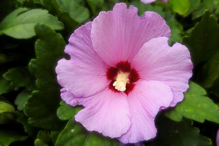 Bloom pink mallow photo