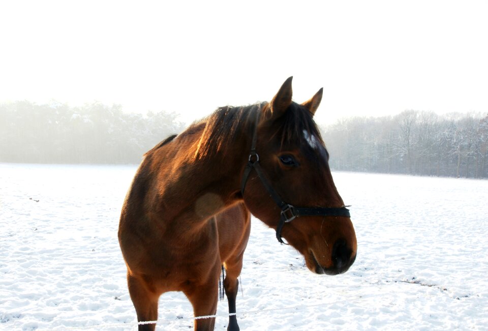 Horse snow winter