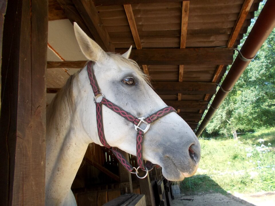 Mammal economy mare