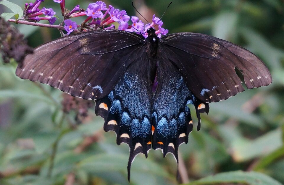 Butterfly bush butterfly insect