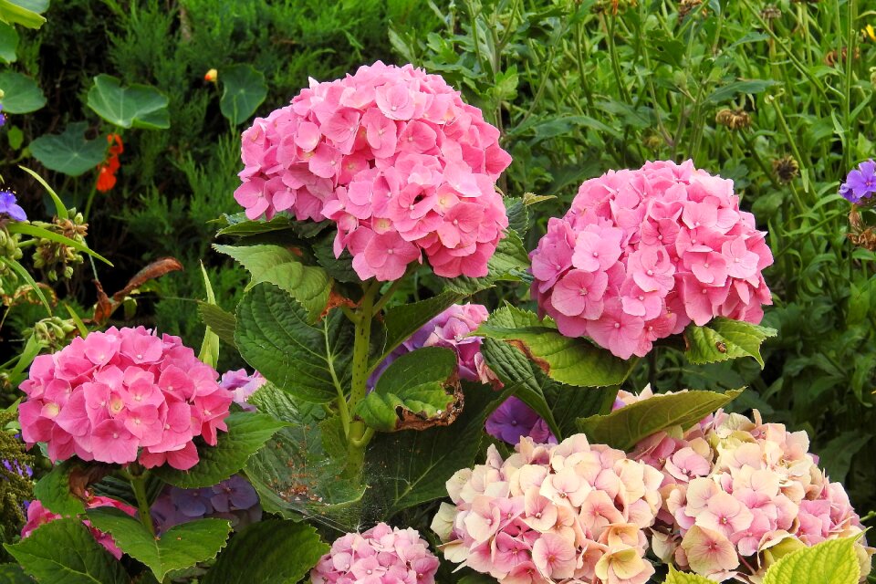 Flower garden inflorescence