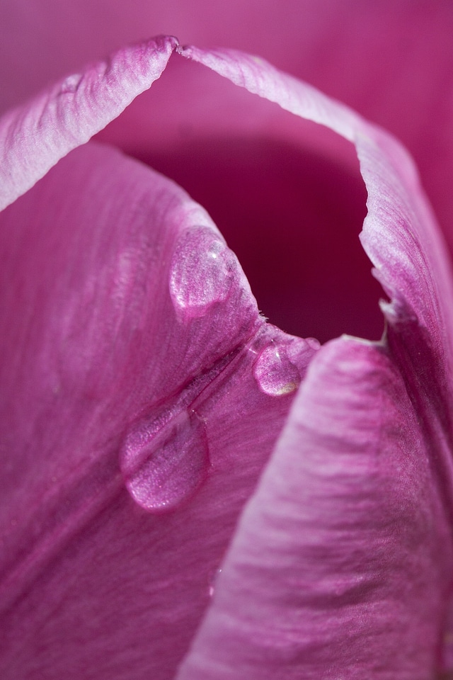 Nature flowers tulips