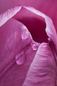 Nature flowers tulips