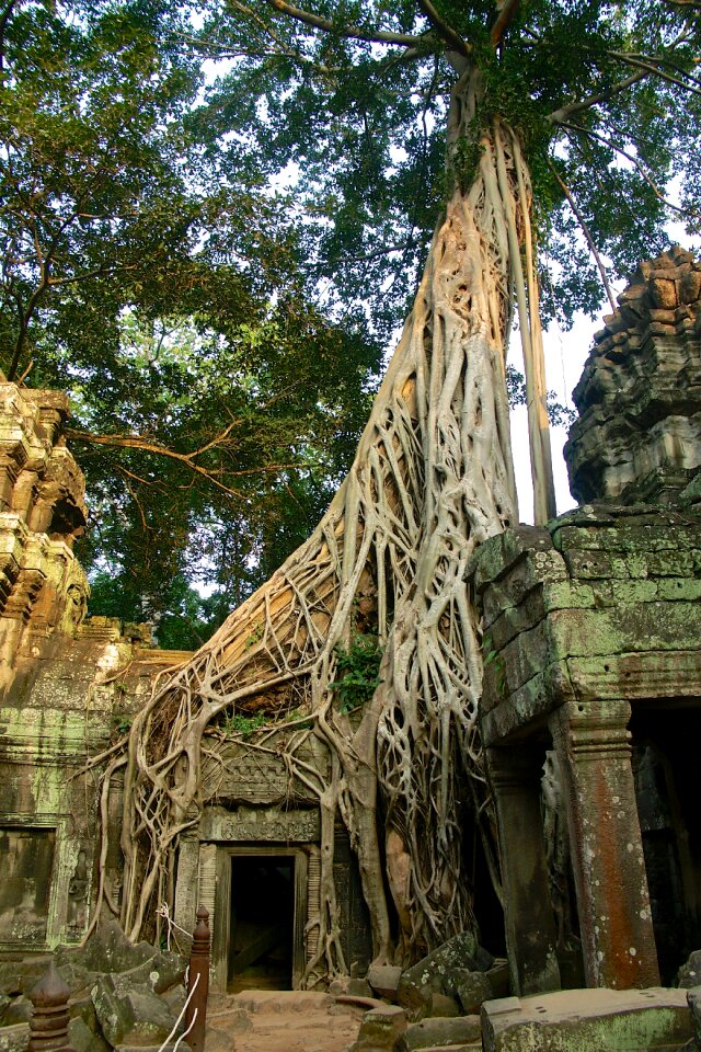 Asia temple strangler