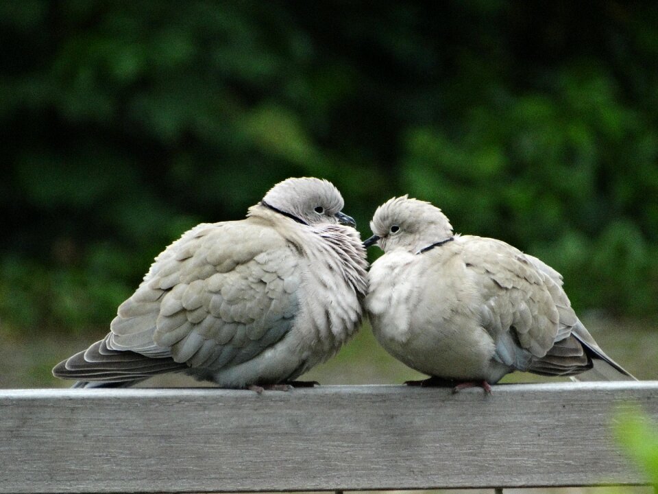 Pigeons ringdove fauna