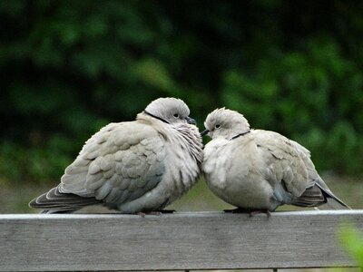 Pigeons ringdove fauna photo
