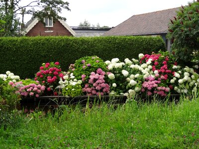 Summer hydrangea plant
