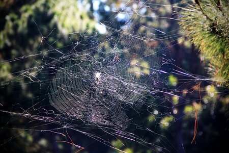 Cobweb threads stretched photo