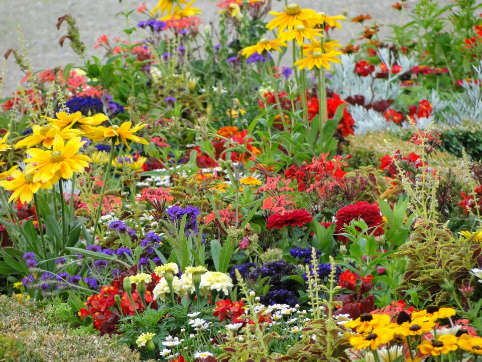 Garden different colors flora