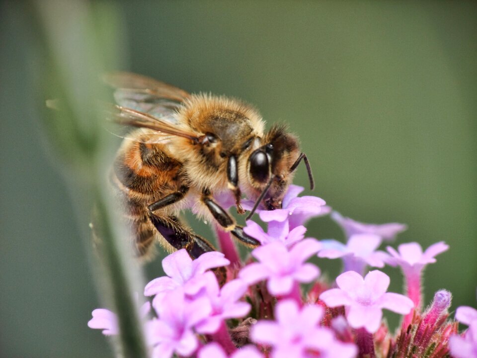 Food beekeeper close