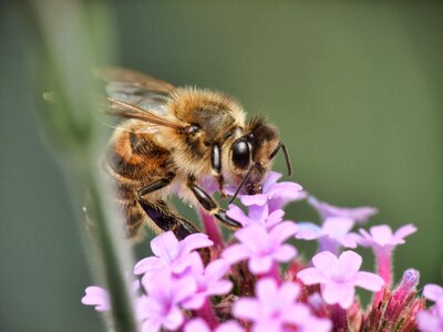 Food beekeeper close photo