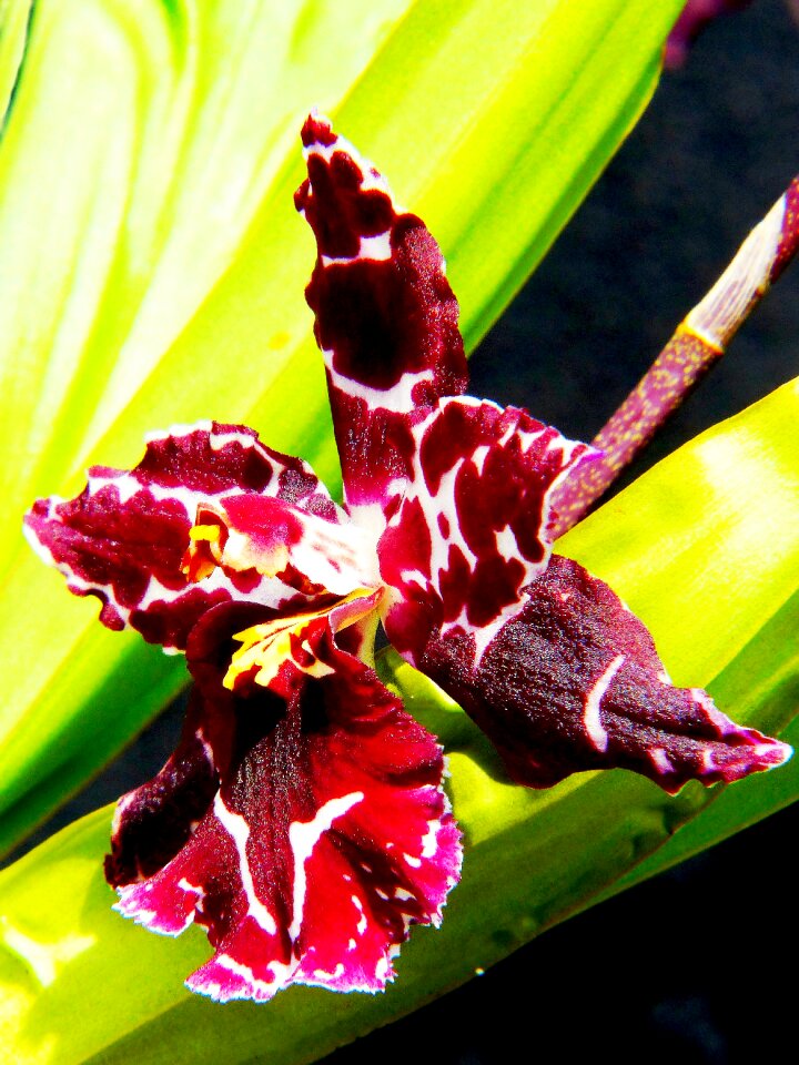 Bloom close up wine red