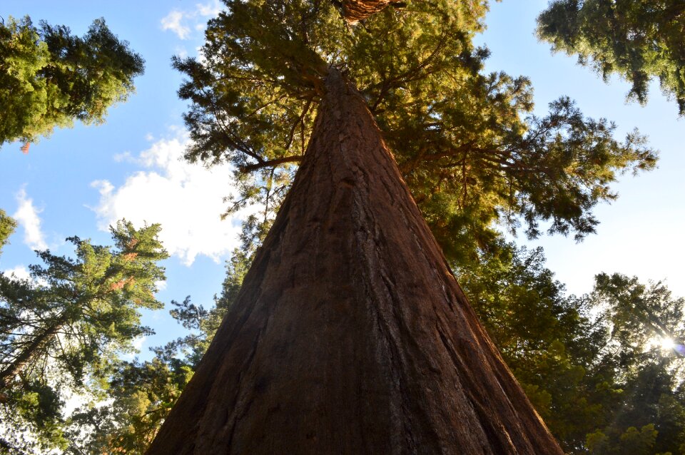 Tree hair sequoia