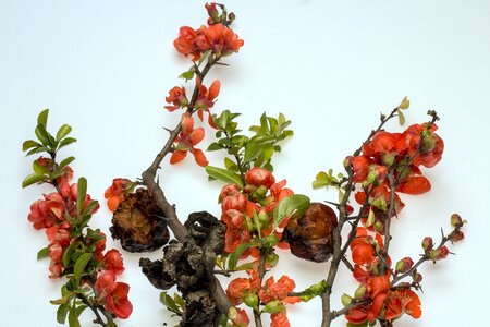 Bush spring chaenomeles