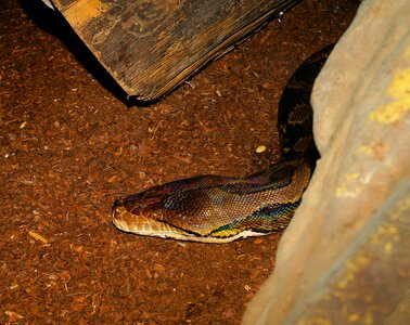 Africa boa reptile