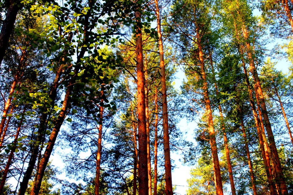 Coniferous tree tree trunks summer